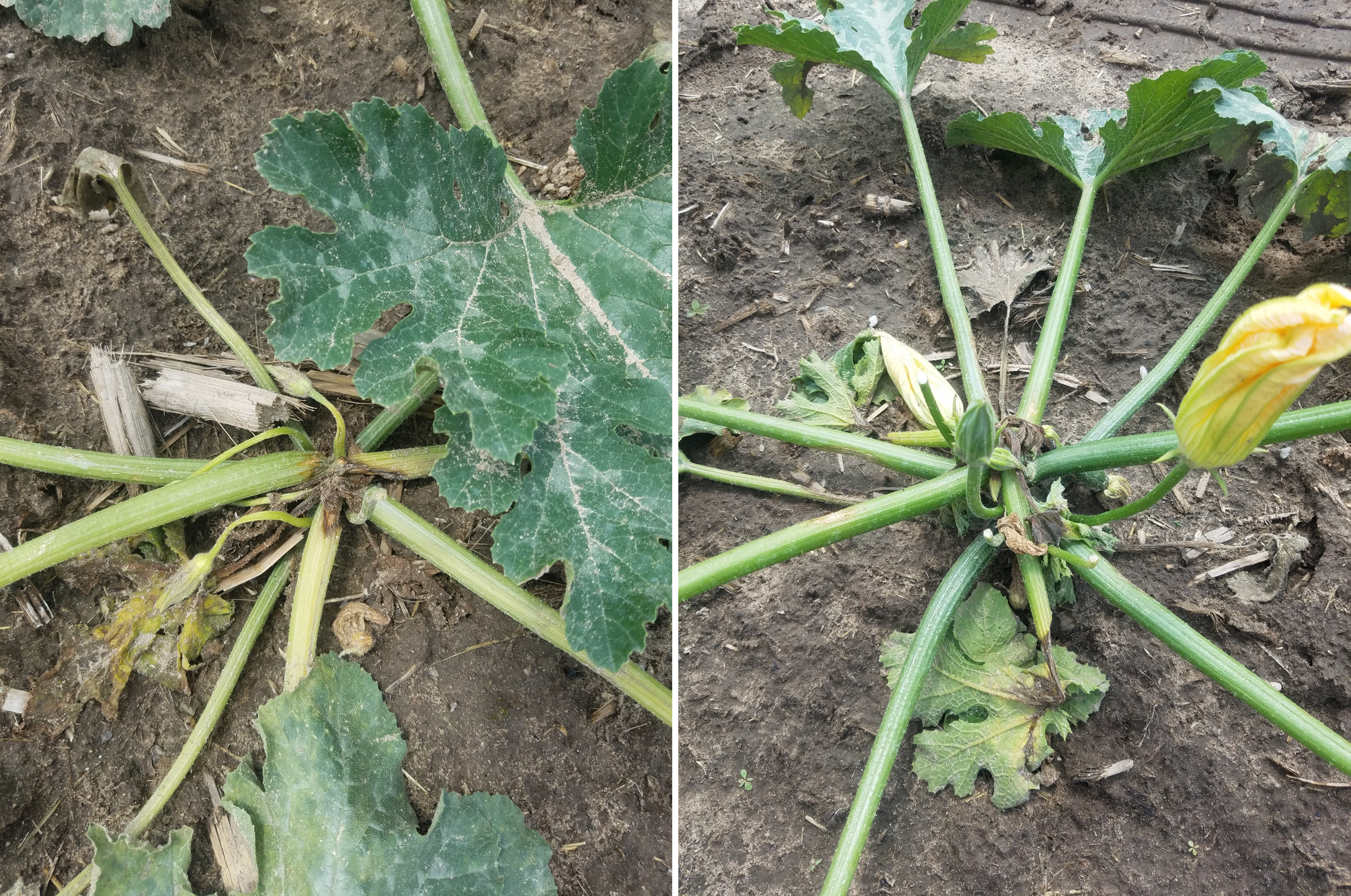 Two zucchini plants wilted.